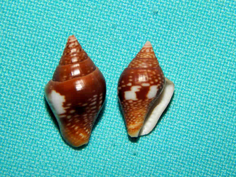 Columbellidae