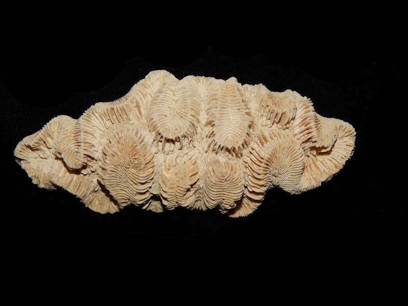 Manicina cf. areolata 4 1/8” _Golden Gate Variant-Lot#15129 Manicina cf. areolata 4 1/8” _Golden Gate Variant-Lot#15129