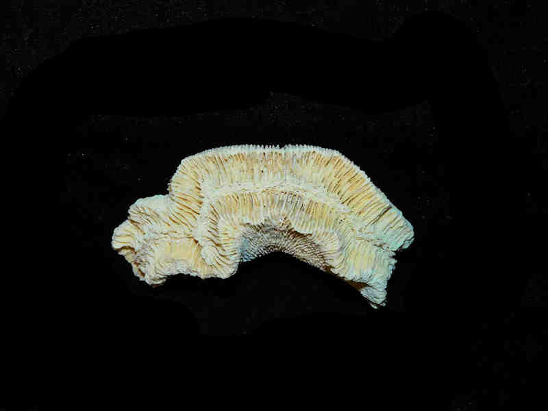 Manicina grandis 3 1/8” or 78.56mm."Very Rare Golden Gate Coral" LOT#17890 (image for) Manicina grandis 3 1/8” or 78.56mm."Very Rare Golden Gate Coral" LOT#17890