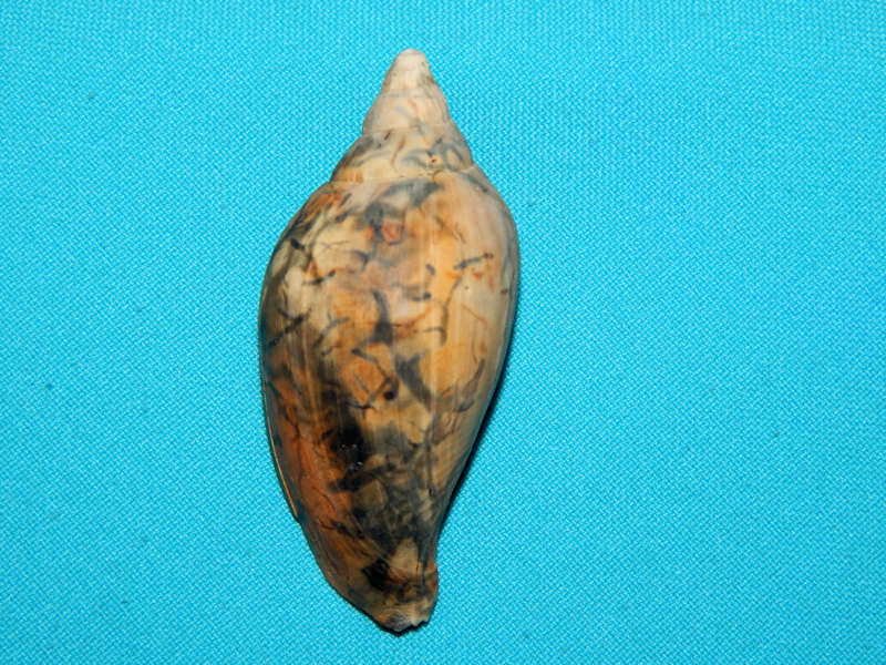 Scaphella mansfieldi 2 ¾”-Rare Pinec5rest Volute-Lot#16661 Scaphella mansfieldi 2 ¾”-Rare Pinec5rest Volute-Lot#16661