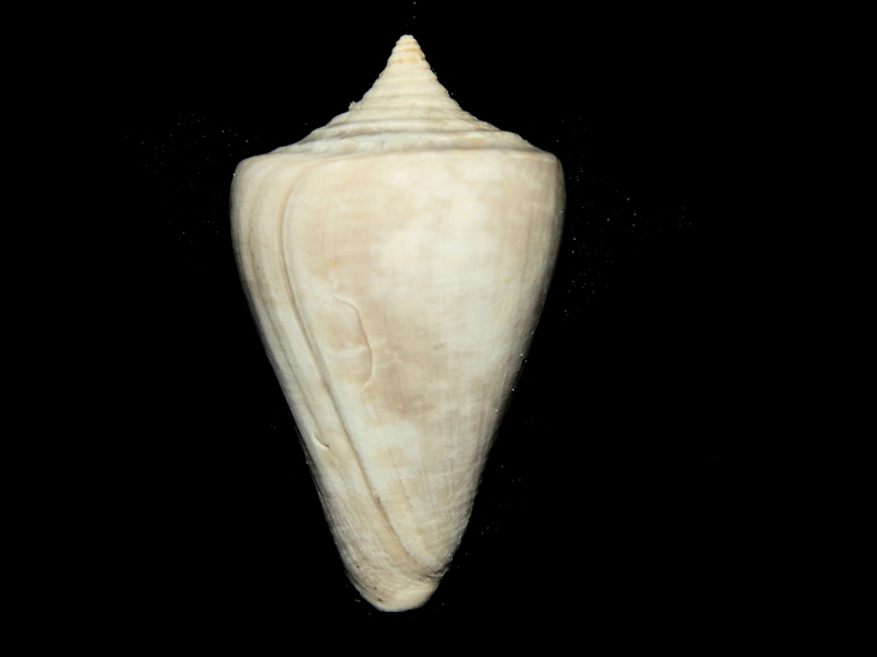 Cone Shells – Rare, Beautiful & Fascinating: 100 Years @FloridaMuseum