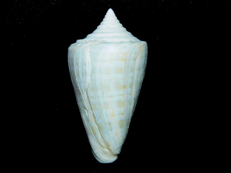 Calusaconus manueli 1 7/8” or 47.64mm. "Choice"#17285 Calusaconus manueli 1 7/8” or 47.64mm. "Choice"#17285