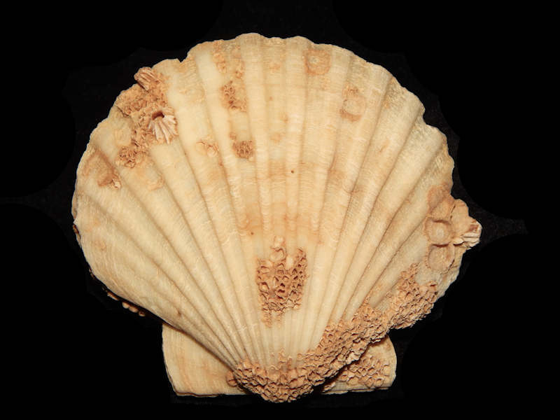Chesapecten middlesexensis 4 5/8”-Barnacle Covered!-Lot#14168 Chesapecten middlesexensis 4 5/8”-Barnacle Covered!-Lot#14168