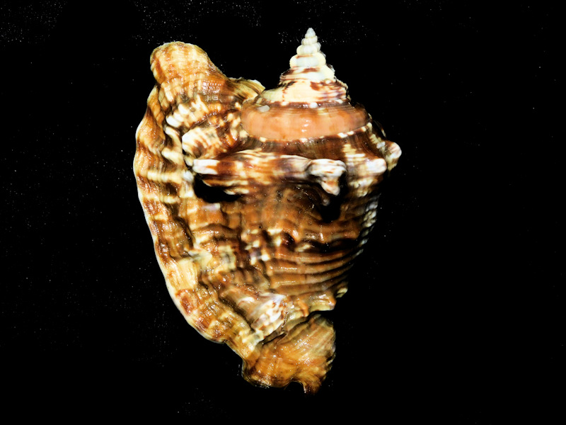 Lobatus raninus 2 5/8” or 65.26mm. w/o "Marathon"#17593