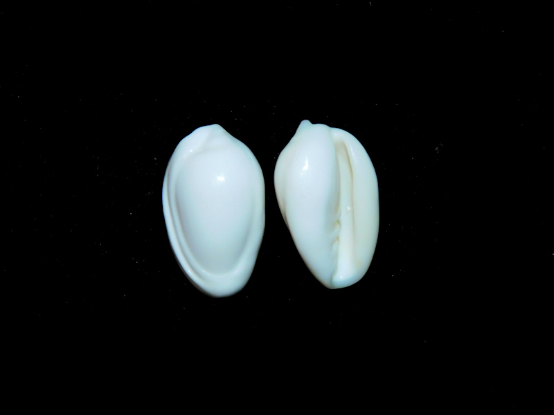 Prunum marginatum (2) 20.57mm & 20.26mm. "Aruba" #17252 Prunum marginatum (2) 20.57mm & 20.26mm. "Aruba" #17252