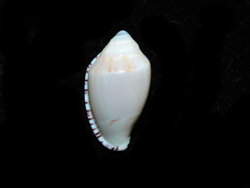 Marginella (Grandamarginella) peelae 1 1/8” or 27.06mm.#16931 Marginella (Grandamarginella) peelae 1 1/8” or 27.06mm.#16931