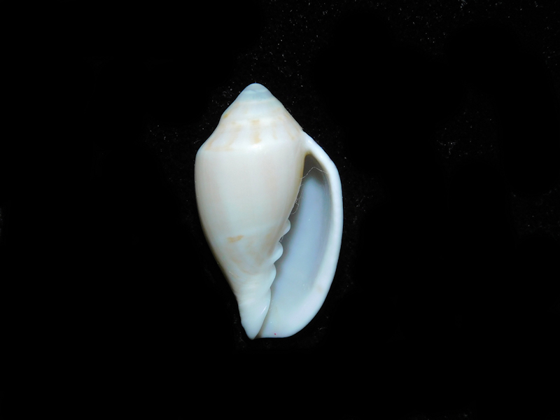 Marginella (Grandamarginella) peelae 1 1/8” or 27.06mm.#16931 - Click Image to Close
