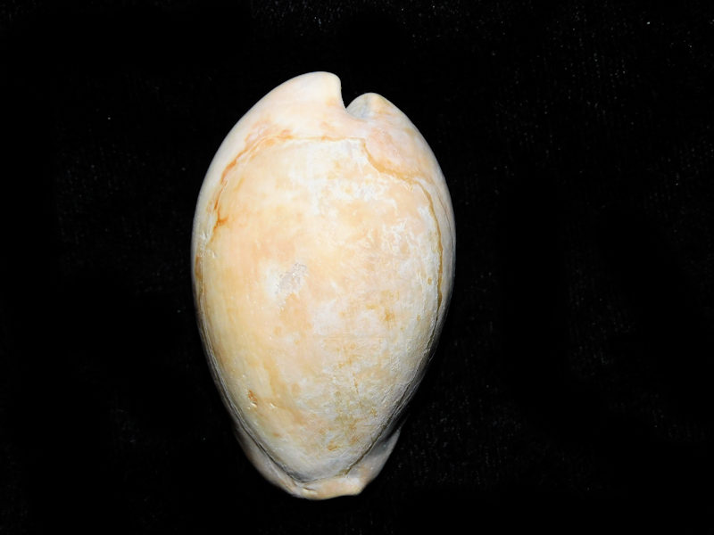 Pseudadusta marilynae 1 7/8” or 48.27mm."Rare"#500061