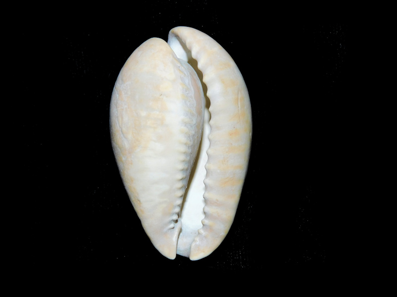 Pseudadusta marilynae 1 7/8” or 48.27mm."Rare"#500061
