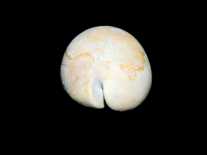 Pseudadusta marilynae 1 7/8” or 48.27mm."Rare"#500061