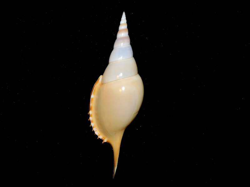 Rostellaria martini 5 7/8” or 149.20mm. "Large"#700029 Rostellaria martini 5 7/8” or 149.20mm. "Large"#700029