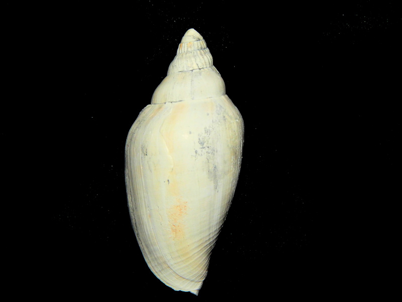 Scaphella martinshugari 2 7/8" -Buckingham Member Rare Lot#16597 Scaphella martinshugari 2 7/8" -Buckingham Member Rare Lot#16597