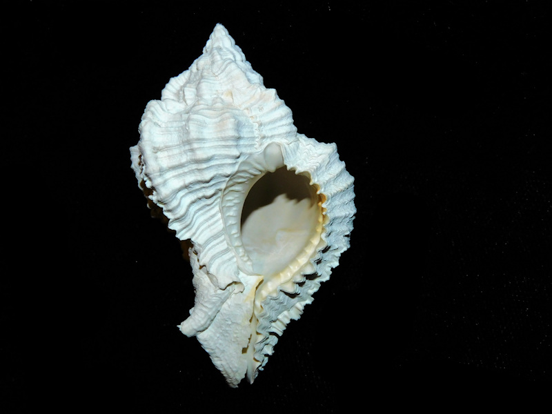 Phyllonotus martinshugari 2 1/4 or 55.9mm. Superb17705A [N/A] 11.50