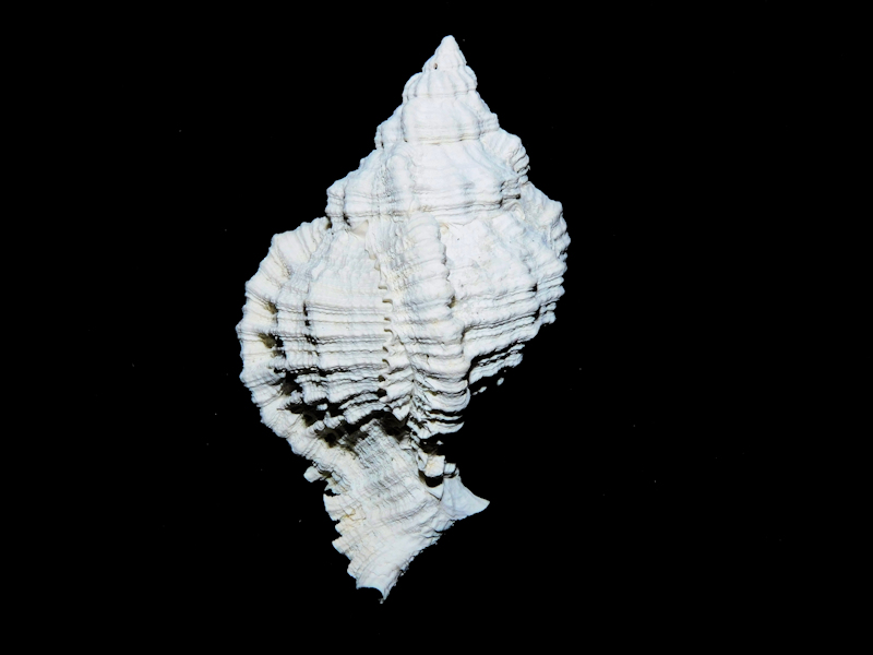 Phyllonotus martinshugari 2 1/8" or 53.90mm."Superb"#17007 Phyllonotus martinshugari 2 1/8" or 53.90mm."Superb"#17007