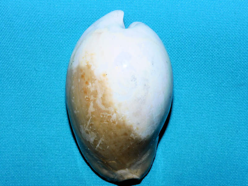 Calusacypraea tequesta 2 5/8” or 67.16mm."Variant"#500023 Calusacypraea tequesta 2 5/8” or 67.16mm."Variant"#500023