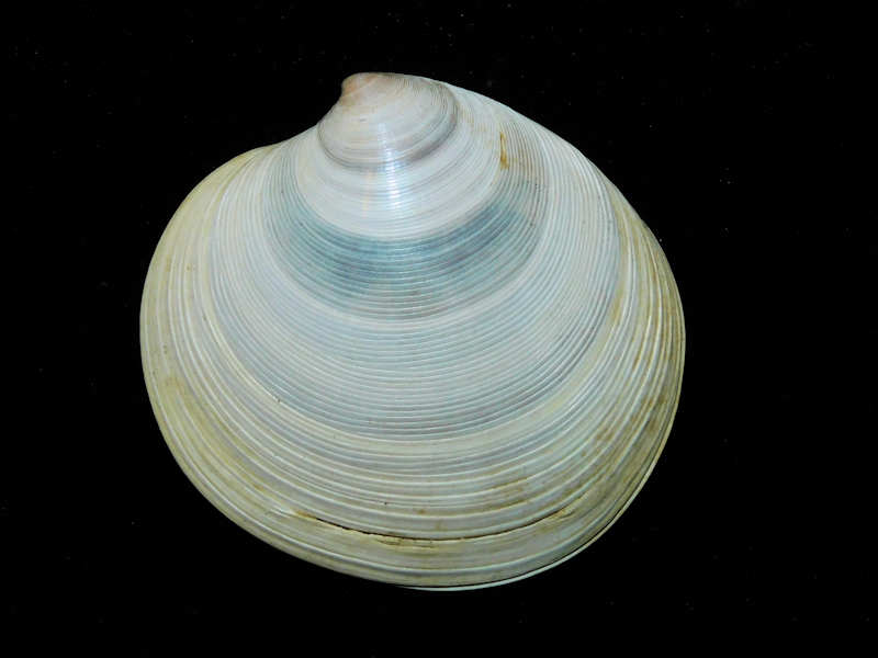 Dosinia discus 2 ¾” or 68.26mm."Superb"#500049 Dosinia discus 2 ¾” or 68.26mm."Superb"#500049