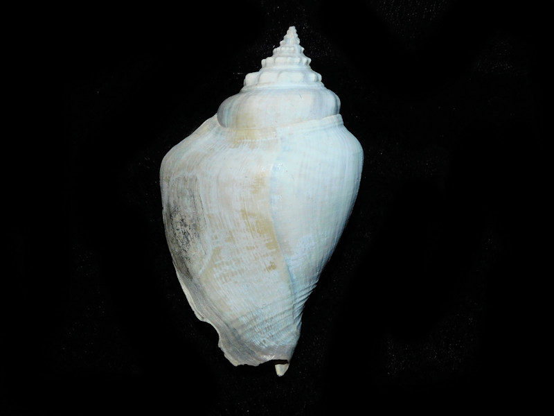Strombus sarasotaensis 3 ¼” or 80.62mm. "Excellent"#500065 Strombus sarasotaensis 3 ¼” or 80.62mm. "Excellent"#500065