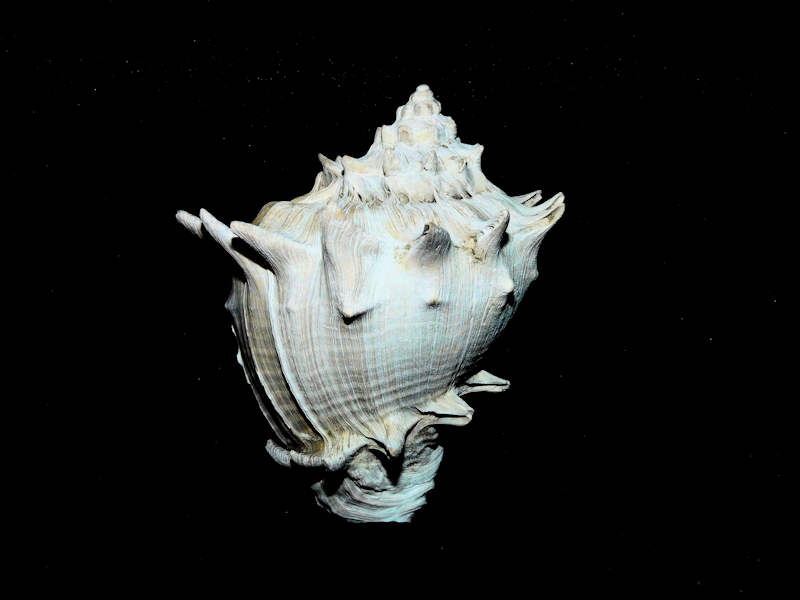 Melongena subcoronata 2 3/4” or 68.80mm."Multiple Rows"#500052 Melongena subcoronata 2 3/4” or 68.80mm."Multiple Rows"#500052