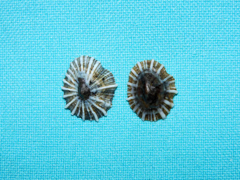 Siphonaria maura(2) 17.05mm & 15.63mm. West Mexico Lot#16857 Siphonaria maura(2) 17.05mm & 15.63mm. West Mexico Lot#16857