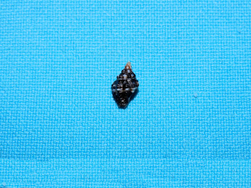 Engina maura 9.39mm.Costa Rica Lot#16834 Engina maura 9.39mm.Costa Rica Lot#16834
