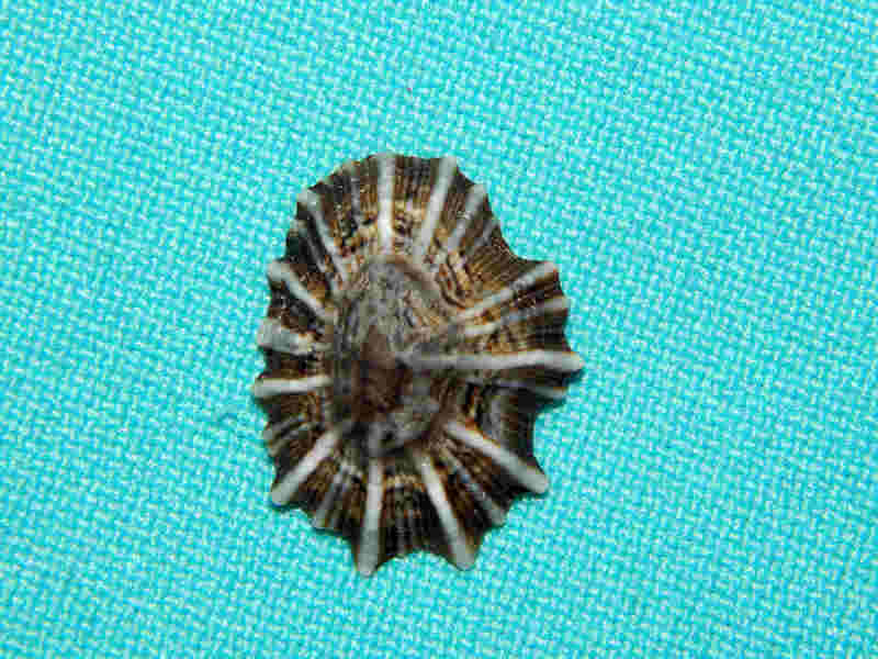 Siphonariidae