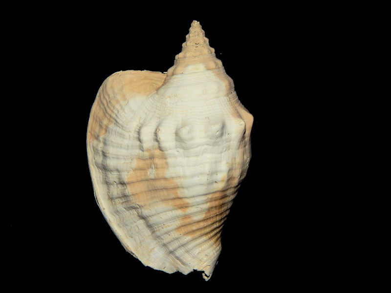 Macrostrombus mayacensis 4 3/8” -Dwarf-Lot#16425 Macrostrombus mayacensis 4 3/8” -Dwarf-Lot#16425