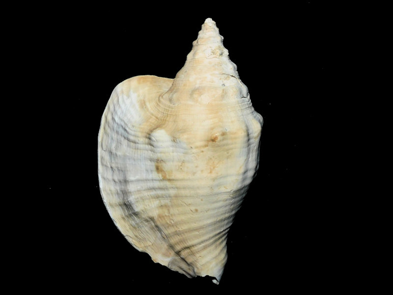 Macrostrombus mayacensis 5 5/8” or 142.46mm."Rare Now"#17349 Macrostrombus mayacensis 5 5/8” or 142.46mm."Rare Now"#17349