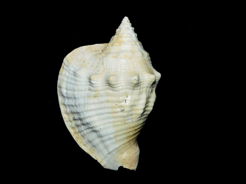 Macrostrombus mayacensis 4 5/8” or 115.01mm. Holey Land #16922 Macrostrombus mayacensis 4 5/8” or 115.01mm. Holey Land #16922