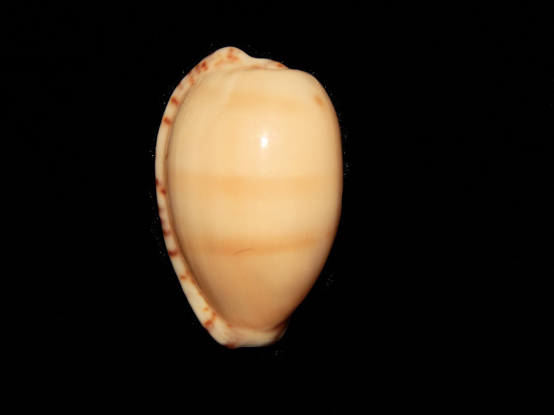 Notocypraea comptonii mayi 24.87mm-South Australia-Lot#12075 - Click Image to Close