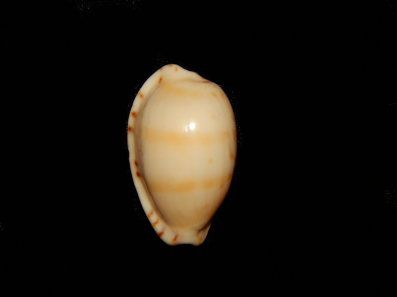Notocypraea comptonii mayi wilkinski -Australia-Lot#12659 Notocypraea comptonii mayi wilkinski -Australia-Lot#12659