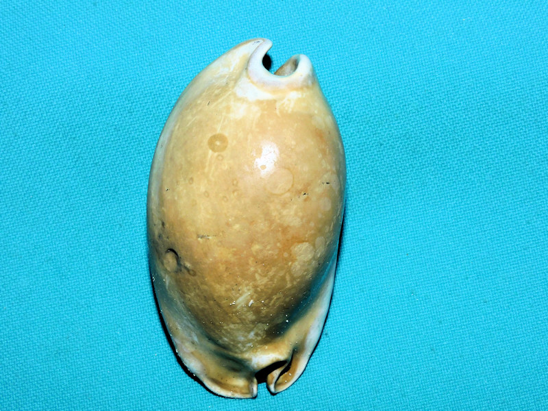 Akleistostoma macbrideae 2 7/8” or 71.16mm.. "Choice"#600057 Akleistostoma macbrideae 2 7/8” or 71.16mm.. "Choice"#600057