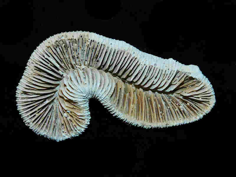 Placocyathus (meandrina) costatus 3” or 75.74 mm."Well-Preserved"Lot#17971 (image for) Placocyathus (meandrina) costatus 3” or 75.74 mm."Well-Preserved"Lot#17971