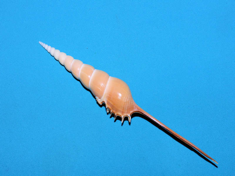 Tibia Fusus 7 ¾” or 198.49mm. Bohol, Philippines #700034 Tibia Fusus 7 ¾” or 198.49mm. Bohol, Philippines #700034