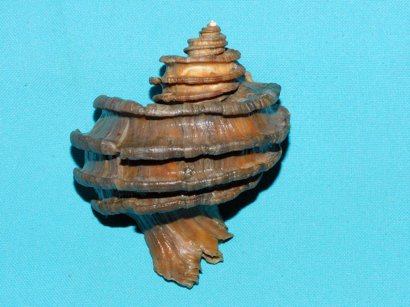 Muricidae/Ecphora