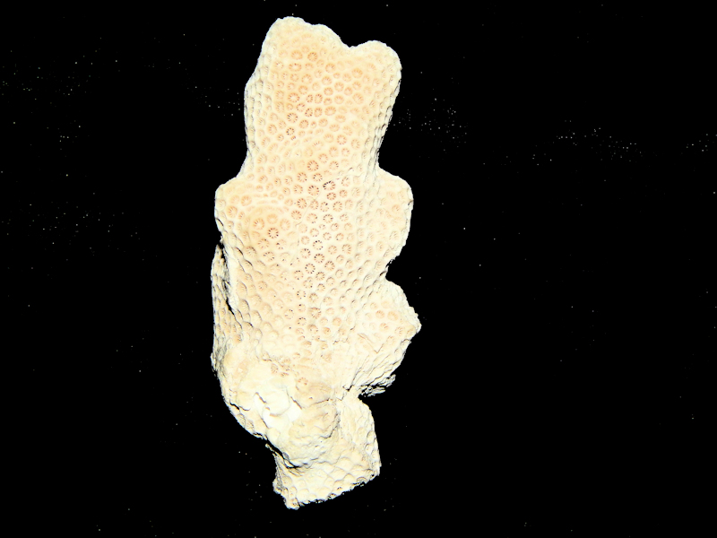 Astrocoenia meinzeri 2 3/4” or 70.24mm."Ultra-Rare Coral"#16936