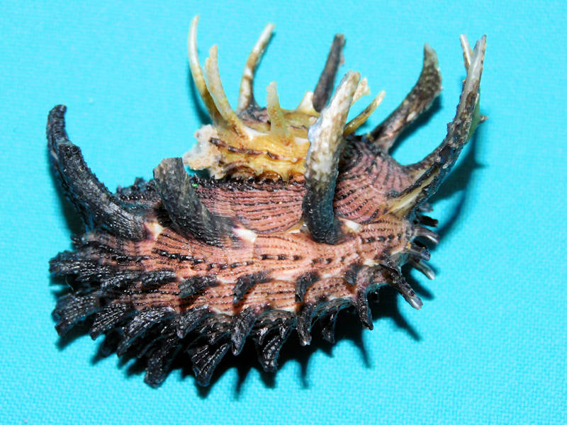 Angaria delphinus melanacantha 2 3/8” or 56.81mm. w/o #700012 Angaria delphinus melanacantha 2 3/8” or 56.81mm. w/o #700012