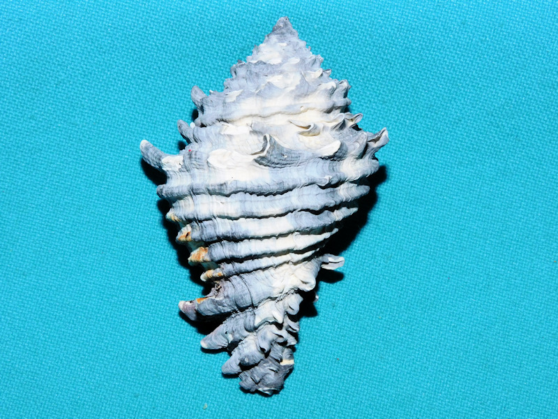 Hystrivasum lindae 2 5/8” or 65.84mm.Apac Pit#17008 Hystrivasum lindae 2 5/8” or 65.84mm.Apac Pit#17008