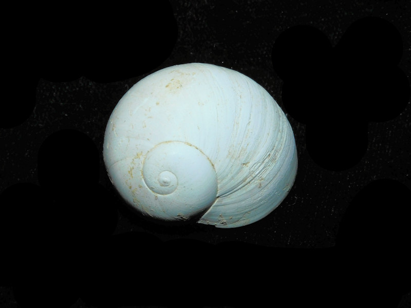 Neverita chipolana 32.85mm wide & 29.97 tall."Chipola" LOT#Neverita chipolana 32.85mm wide & 29.97 tall. (image for) Neverita chipolana 32.85mm wide & 29.97 tall."Chipola" LOT#Neverita chipolana 32.85mm wide & 29.97 tall.