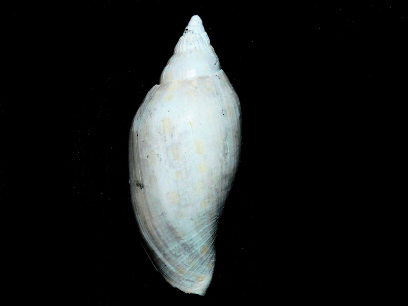 Scaphella mansfieldi 3 1/4” or 82.03mm."Choice"#600200