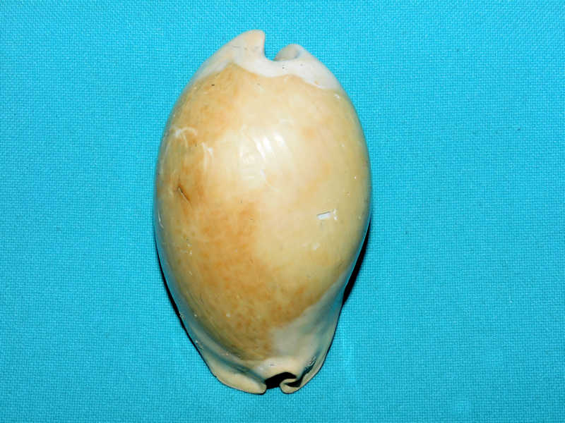 Akleistostoma juliagardnerae 3 3/8” or 82.46mm."Lovely"#17355 Akleistostoma juliagardnerae 3 3/8” or 82.46mm."Lovely"#17355
