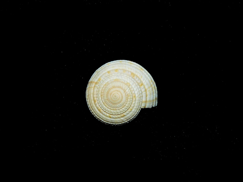 Architectonica catanesei 22.61mm."Great"#17146 Architectonica catanesei 22.61mm."Great"#17146