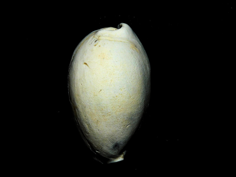 Siphocypraea daughenbaughi 2 3/8” or 57.77mm. Ultra-Rare #17214 Siphocypraea daughenbaughi 2 3/8” or 57.77mm. Ultra-Rare #17214