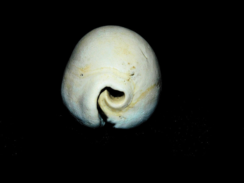 Siphocypraea daughenbaughi 2 3/8” or 57.77mm. Ultra-Rare #17214