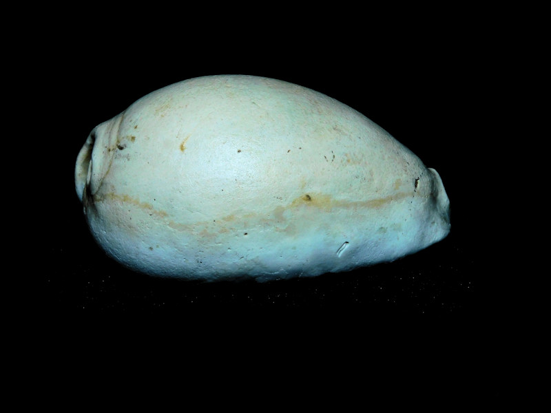 Siphocypraea daughenbaughi 2 3/8” or 57.77mm. Ultra-Rare #17214