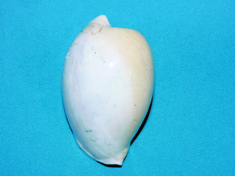 Calusacypraea globulina 2 3/8” or 58.84mm.Ultra-Rare#16926 Calusacypraea globulina 2 3/8” or 58.84mm.Ultra-Rare#16926