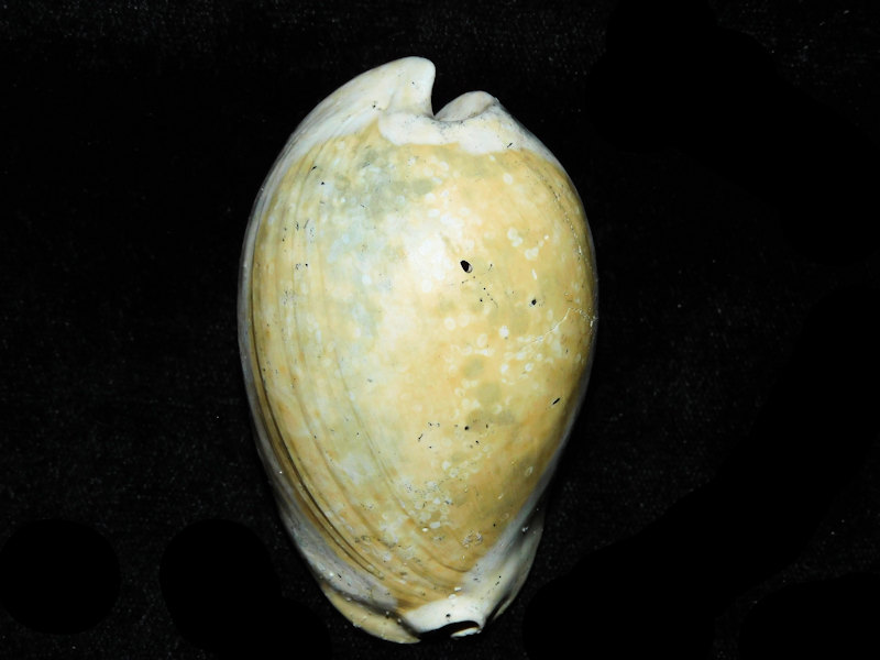 Akleistostoma patula 2 3/4” or 70.67mm. "APAC" #17641 - Click Image to Close