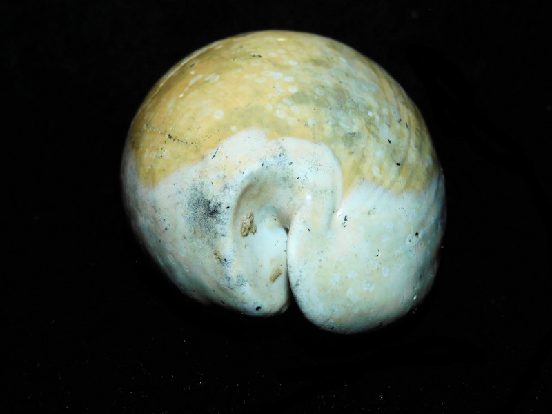 Akleistostoma patula 2 3/4” or 70.67mm. "APAC" #17641 - Click Image to Close