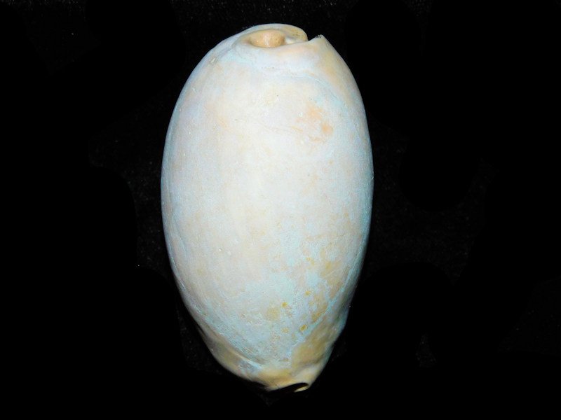 Siphocypraea wigginsi 2 3/4” or 68.43mm. "Brantley Pit"#17689