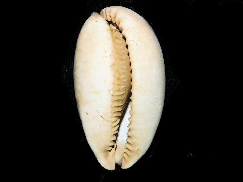 Siphocypraea wigginsi 2 3/4” or 68.43mm. "Brantley Pit"#17689 - Click Image to Close