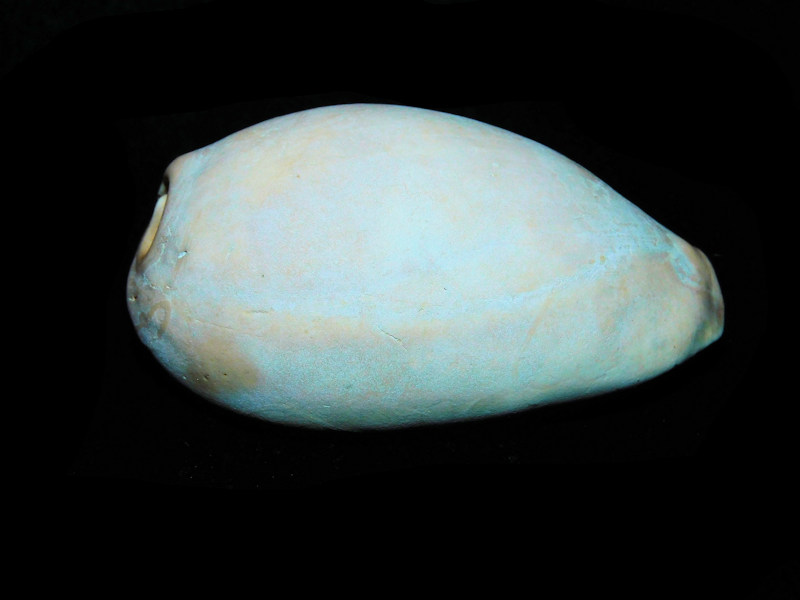 Siphocypraea wigginsi 2 3/4” or 68.43mm. "Brantley Pit"#17689 - Click Image to Close